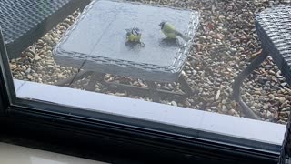 Bird Revived by Friend After Bumping Into Window