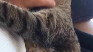 Grey cat enjoys being pet by owner wearing white shirt