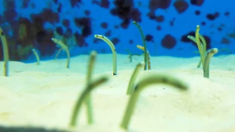 Garden eel