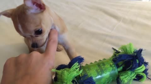 Adorable Baby Chihuahua Puppy Playing With First Toy
