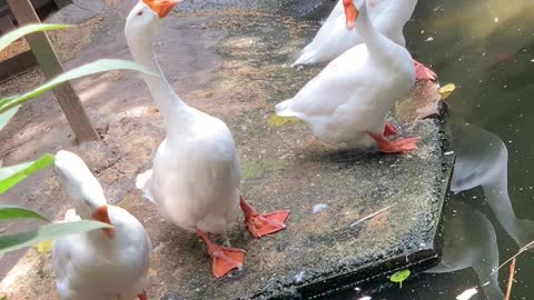 A flock of white swans