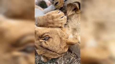 A Big Cat Treat 😳 || Cute And Funny Animal Videos Compilation