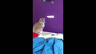 Cat Trying To Catch The Light