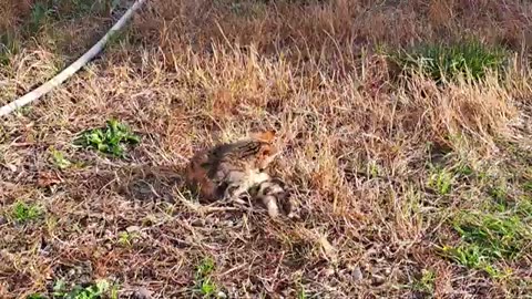 Cute kitten playing in the yard (Interesting video)