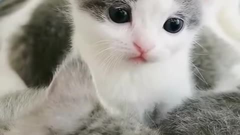 Baby Cats!😍 Cute and Funny Cat Videos | cute pet care 49 #shorts