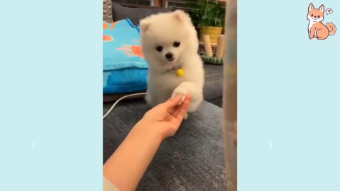 Cute and Funny Dog Videos