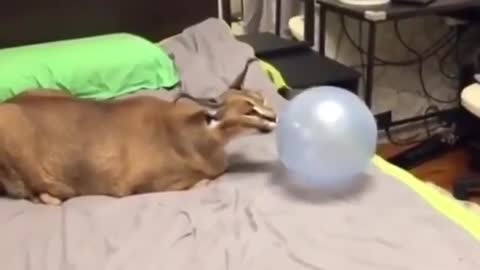 Scaredy cat and a balloon