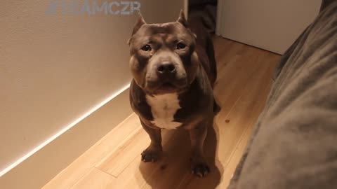 American Bully is so smart! 2021