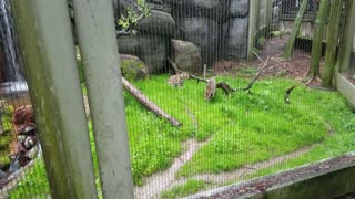 Ocelot Louisville Zoo in Kentucky