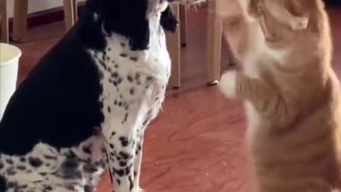 Pet Funny 😀#pet #petlover #funnyvideos #cat #dog #petfunny #wee #pets