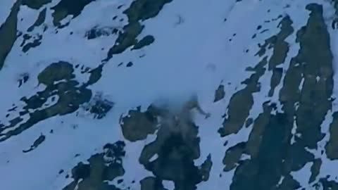 Snow leopard falls off cliff, epic record