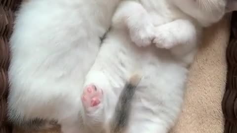 Cat pretends to sleep to avoid taking her medicine