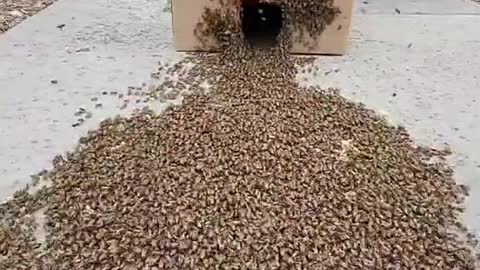 Man Rescues Honey Bees