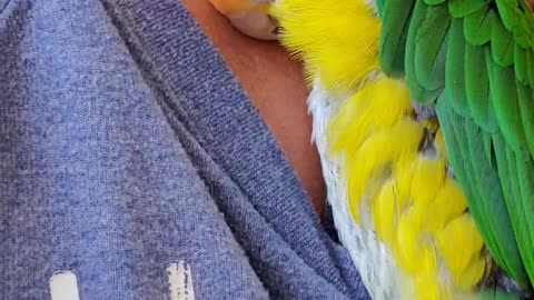 Snuggly parrot