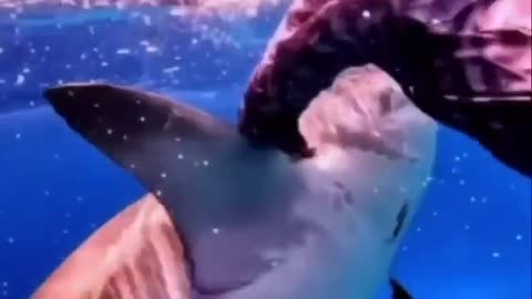 When a shark is so close to attack