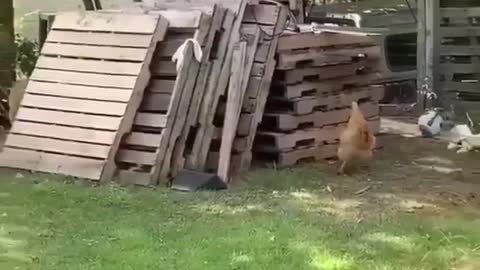 Lovely to appreciate friendship between a dog and a chicken