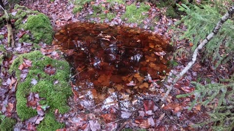 Vernal Pool