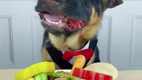 DOG EATING VEGGIE AND STEAK