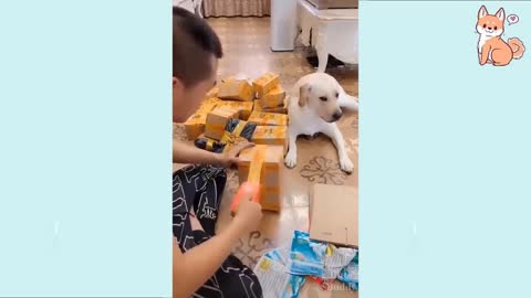 You will laugh at all the DOGS 🤣 Funny DOG Videos 😂🐶