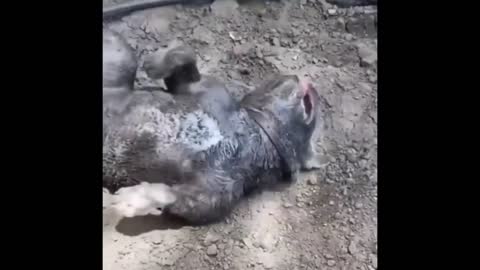 This Dog Loves Playing In Mud