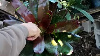 Advanced Bromeliads 9