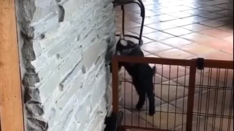 Goats🐐practicing parkour on their new obstacle