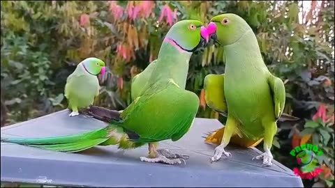 Funny parrots videos ever on internet!!!!!!