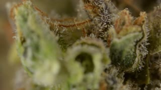 ak-47 close up