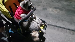 Lazy raccoon refuses to walk, rides in baby stroller instead
