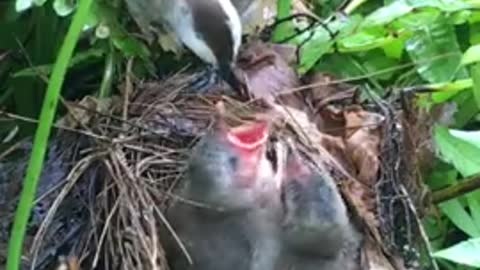 MOTHER BIRD SAVES HER BABIES FROM SNAKE