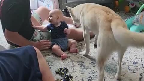 Blind Husky Loves Baby