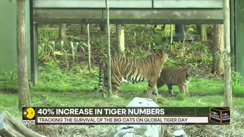 WION Climate Tracker| World celebrates International Tigers day | Future of Tigers still uncertain