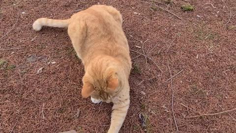 Playing with street cat(kaist)