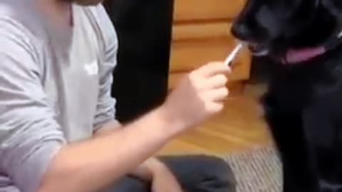 dog siblings have opposite reactions to brush