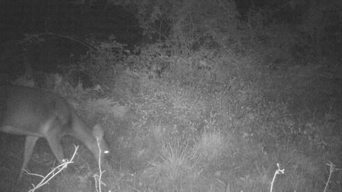 How deer forage / graze