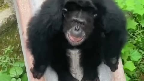 Funny actions of gorillas