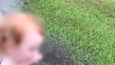 Little Girl Wanders Around In Flood During Hurricane Harvey