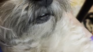 Snoring Shorkie will melt your heart