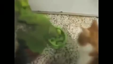 Funny animals funny videos