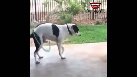 Dog dancing waddling