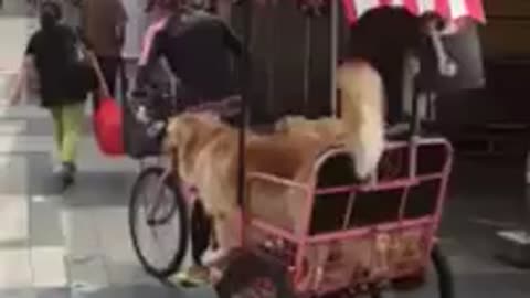 Three dogs casually enjoy a bike ride