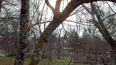 view of ifrane trees in spring