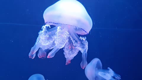 Jelly fish under water