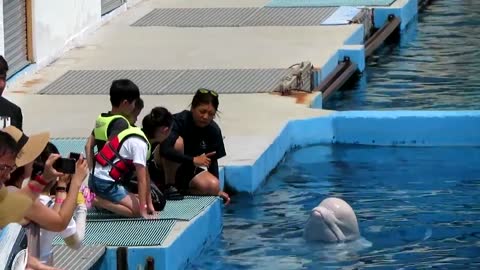 Beluga Whales kisses the Kids Beluga Whales and Kids