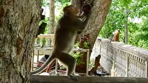 Poor baby monkey stuck head on string nearly pass aways