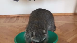 Laundry Day for This Raccoon