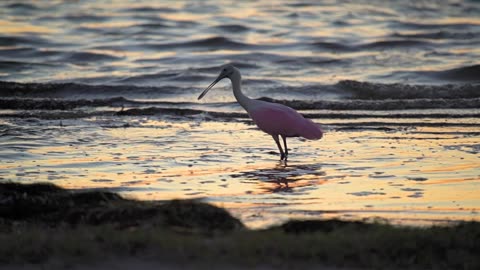 Roseate Spoonbill Feeding