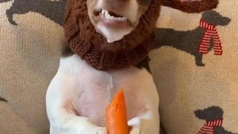 Funny Dog Eating Carrot
