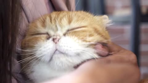Cute cat massage 😀😀