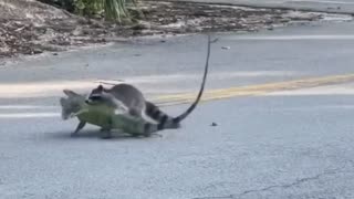 Iguana defends himself from a Raccoon in the streets of South Florida